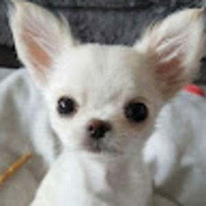 Meet your Posher, Rebrcca